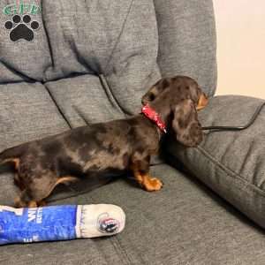 Nathan, Dachshund Puppy